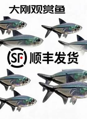 陕西顺丰发货黑尾大勾鱼群游鱼草缸小型热带小型观赏鱼群游鱼灯科