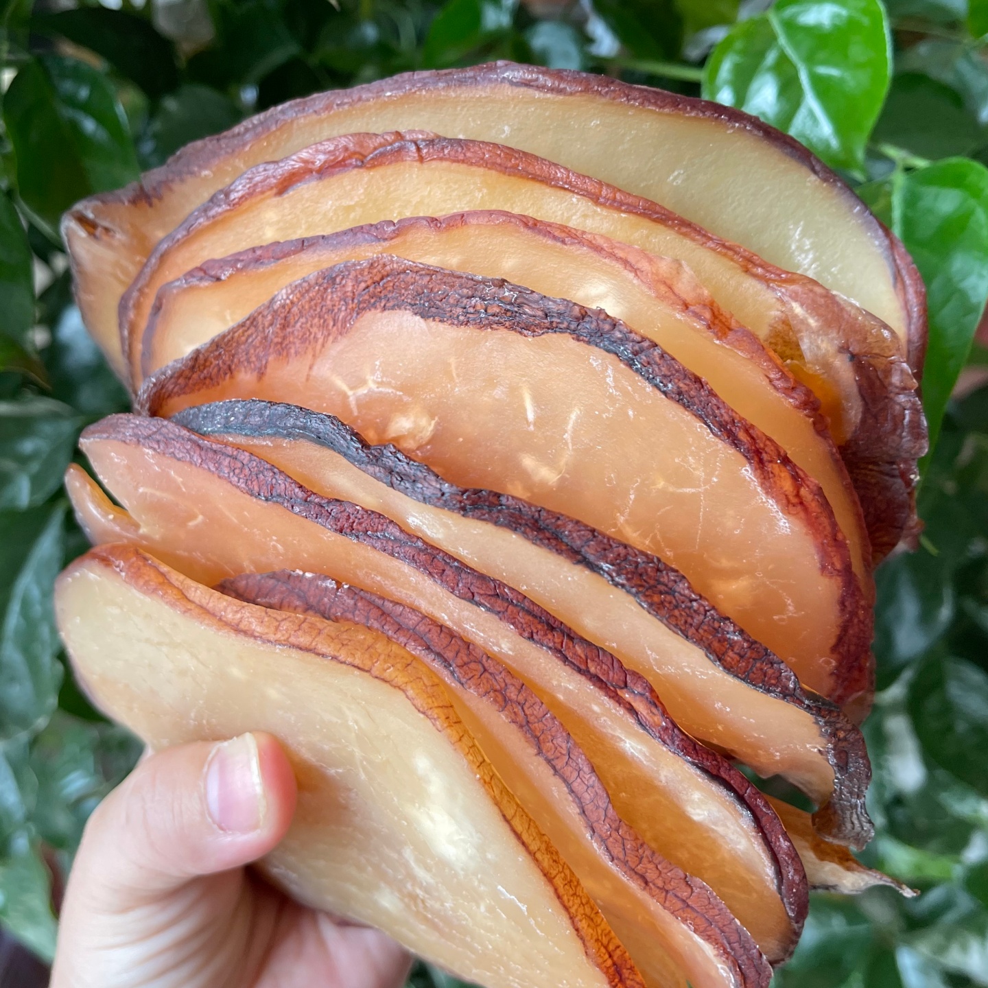 热销2000+赠送虫草花+红油响螺片