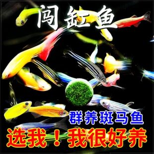 七彩热带鱼斑马鱼好养热带鱼耐活糖果观赏鱼观赏淡水小型新手小鱼