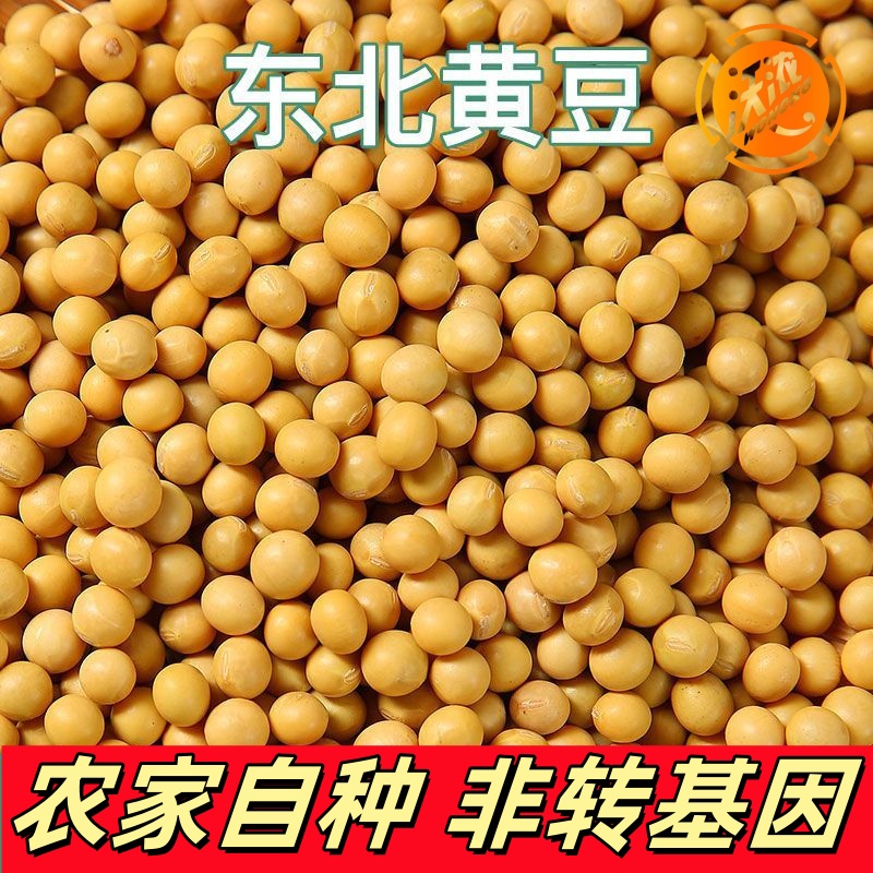 发芽专用黄豆珍珠粒小金黄豆生豆芽豆非转基因纳豆水培蔬菜种子