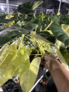 进口伯乐锦伯乐蔓绿绒观叶植物绿植室内好养净化空气吸甲醛盆栽