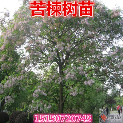 工程绿化苗木苦楝苗苦练树苦楝树苗苦楝小苗苦楝树紫花树哑巴树苗