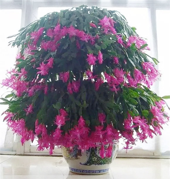 阳台绿植蟹爪兰盆栽苗嫁接带根包邮花卉观花植物室内花四季开花