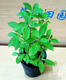 包邮溪黄草苗 凉茶苗 溪黄草盆栽 熊胆草  溪沟草 土黄连 黄汁草