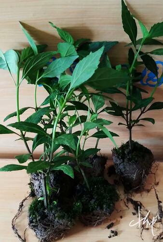 包邮猫须药材苗排酸茶化石植物