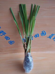 包邮柠檬香茅草苗香茅盆栽泰国香茅草种苗香草盆栽植物调味料