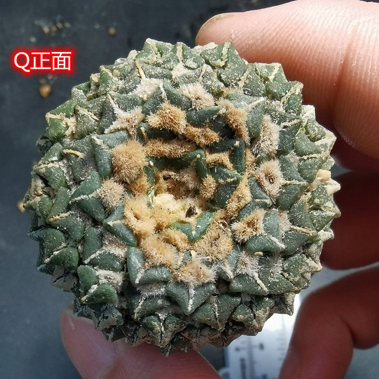 姬牡丹实生仙人球小叶馒头