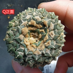 姬牡丹实生仙人球小叶馒头