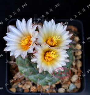 菊水乳黄白花仙人球strombocactus disciformis自收种子播种用