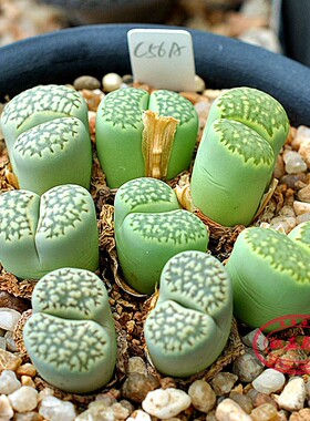绿寿丽玉 C56A 生石花番杏自收10粒 多肉植物种子 植株Lithops