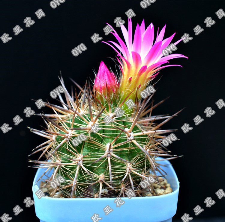 智利球属名贵豪刺金刺仙人球实生自收种子neoporteria litoralis