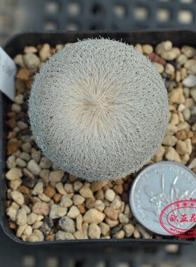 伊朗球月世界属 输入仙人球包对版 Epithelantha ilariae