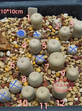 小人帽子 月世界属实生仙人球  正版 Epithelantha bokei SB845苗