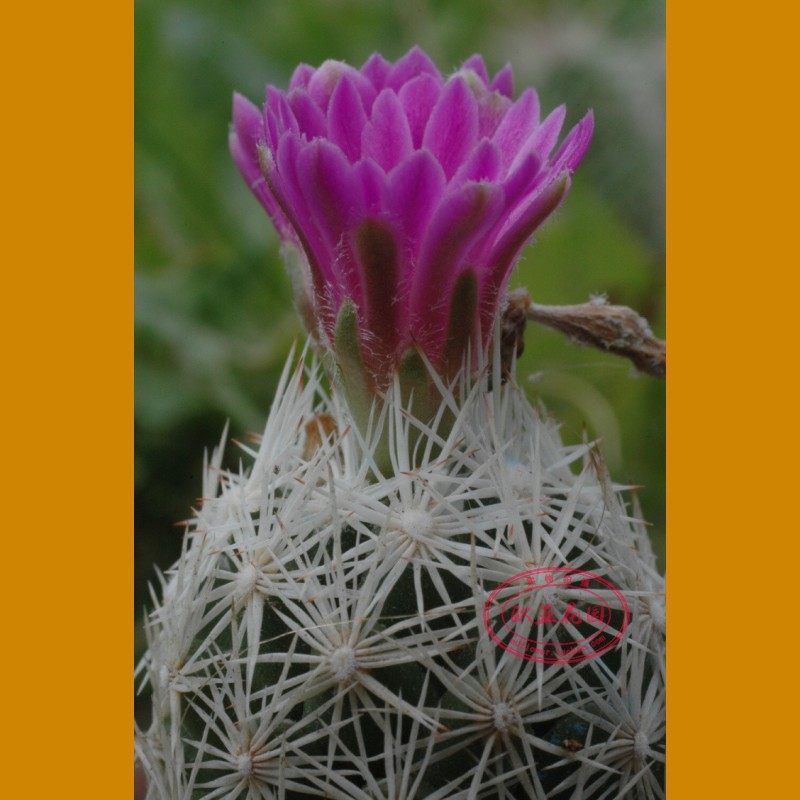 松球属美刺球仙人球实生苗白球escobaria grate vm545