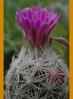 松球属美刺球仙人球实生苗白球Escobaria grate VM545