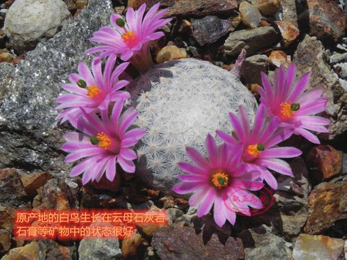 白鸟乳突属名贵美花中苗仙人球