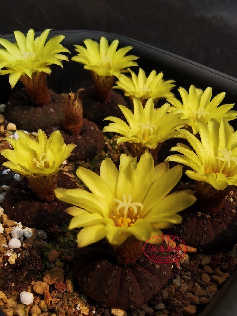 艳肌士童 frailea asteroides 仙人球 紫皮多肉实生播种子自收