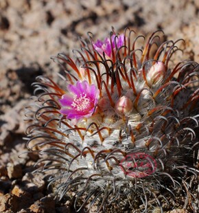 曲刺佩雷实生仙人球乳突球属 MAMMILLARIA perezdelarosae