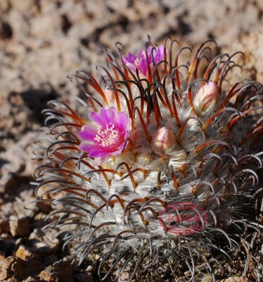 曲刺佩雷实生仙人球乳突
