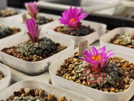 红花赤花姬牡丹 实生成株原地象足 Ariocarpus kotschoubeyanus