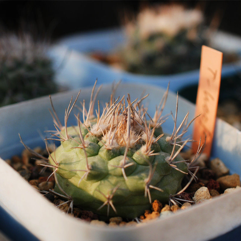 菊水娇丽 实生稀有仙人球自收种子小苗阳台turbinicarpus hoferi