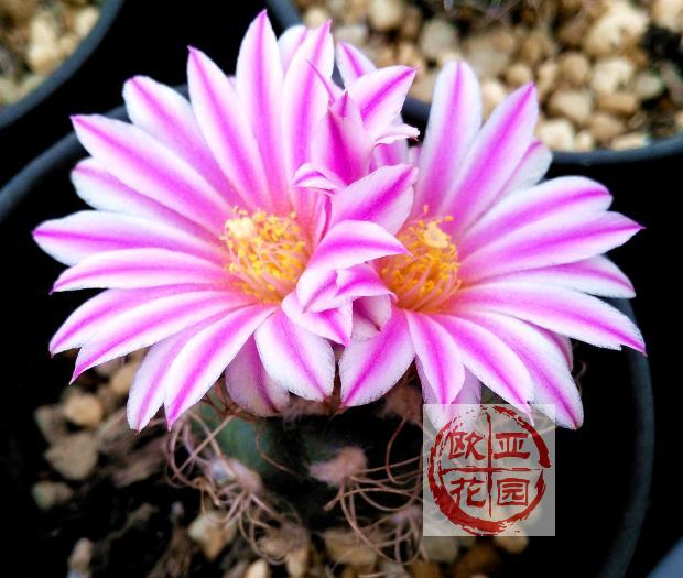 长城丸 娇丽属 美花仙人球Turbinicarpus pseudomacrochele种子苗