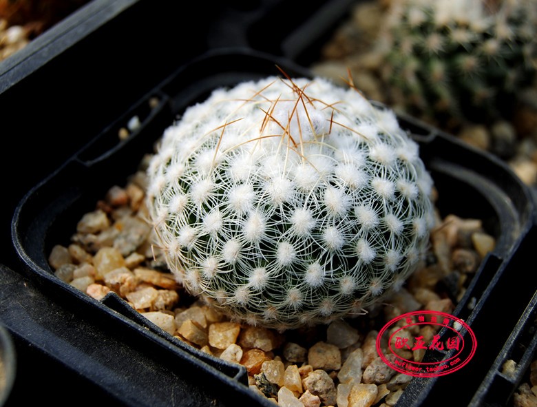 北境镜娇丽复色实生仙人球种子苗Turbinicarpus septentrionalis