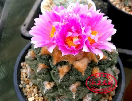 龟甲牡丹自收种子实生苗岩牡丹属仙人球 Ariocarpus fissuratus