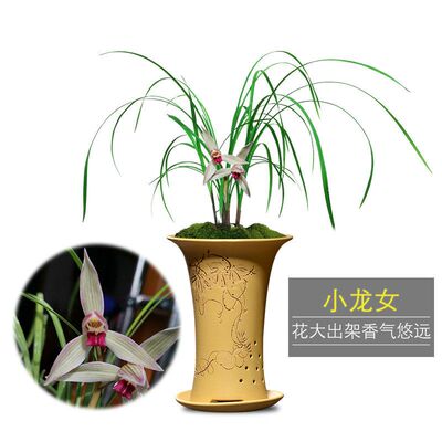 莲瓣兰名贵精品小龙女带花苞发货浓香型兰花苗室内绿植花卉盆栽