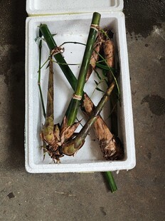 台湾甜竹笋苗 竹笋免焯水直接炒就好吃庭院四季常青观赏种植
