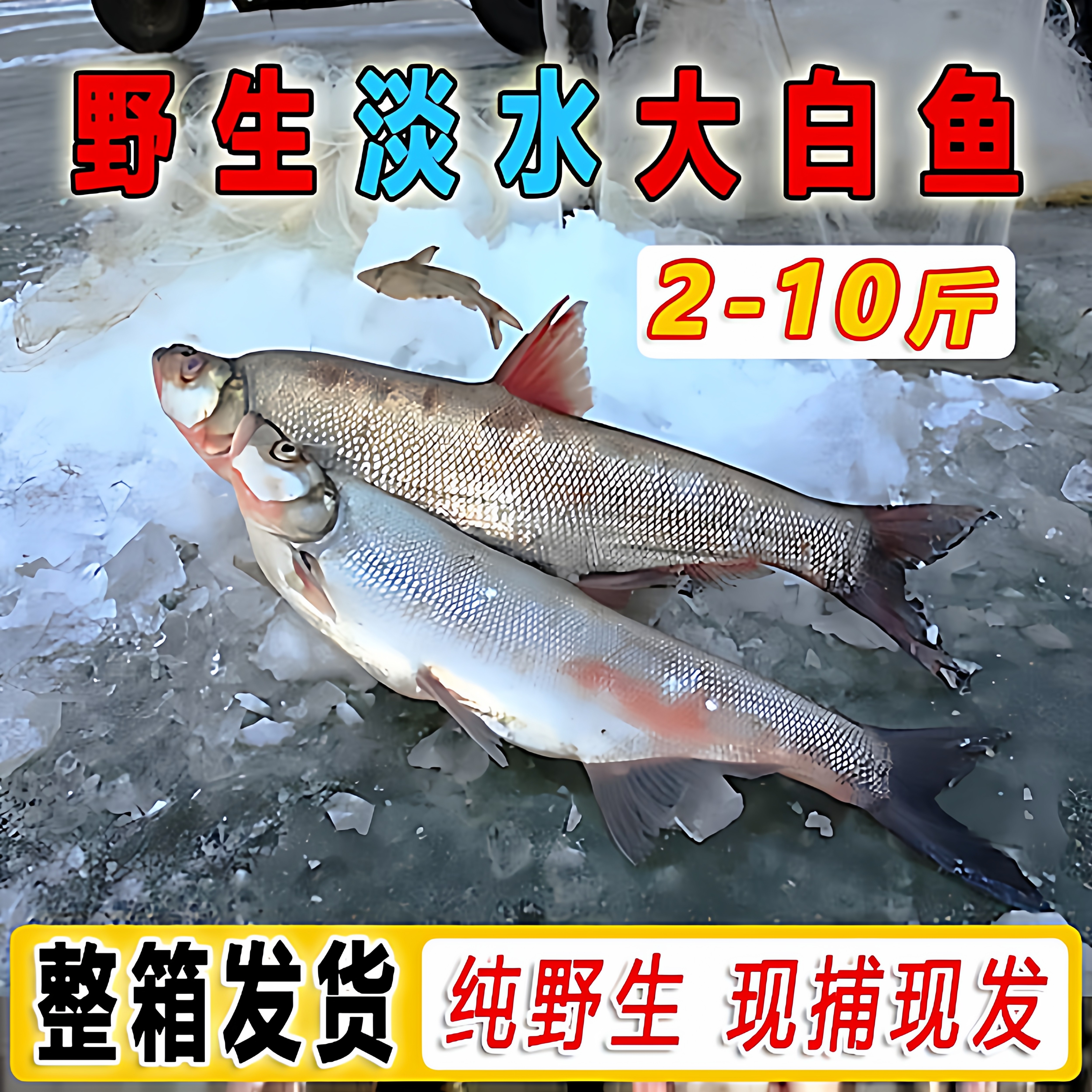 查干湖冬捕大白鱼翘嘴大白刁整箱
