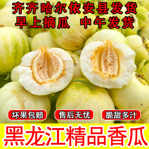 黑龙江香瓜老品种脆甜瓜京蜜甜瓜白糖罐当季新鲜水果现摘现发甜脆