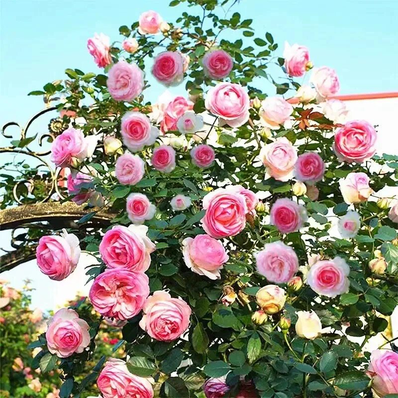 【下单立减30】混色爬藤花种子爬藤盆栽地栽室内花卉花草种子
