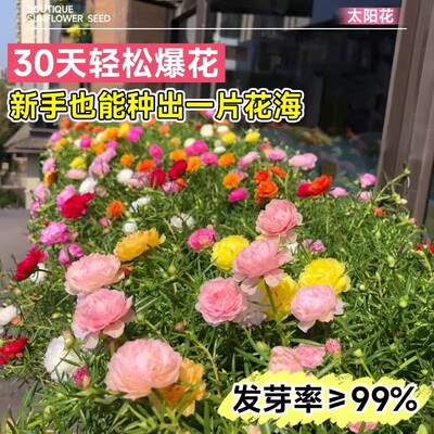 重瓣太阳花花种子四季播种开花易成活花籽阳台室内盆栽苗花卉种子