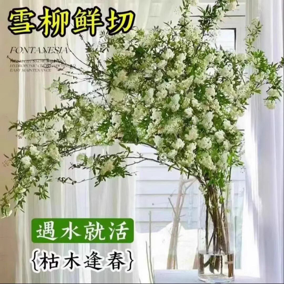 【下单立减30】雪柳盆栽水样开花水培雪花植物花卉遇水枯木室内
