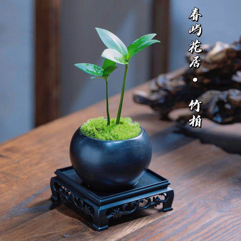 竹柏幸运盆载办公室绿植花卉室内办公桌面四季阳光中国风小盆栽