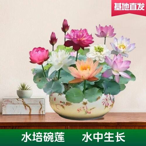 碗莲遇水开花易活易养四季开花空气自然净化新鲜空气