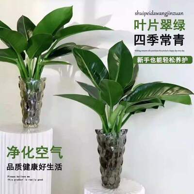 【下单立减30】水培植物大叶金钻盆栽绿公主室内客厅桌面净化空