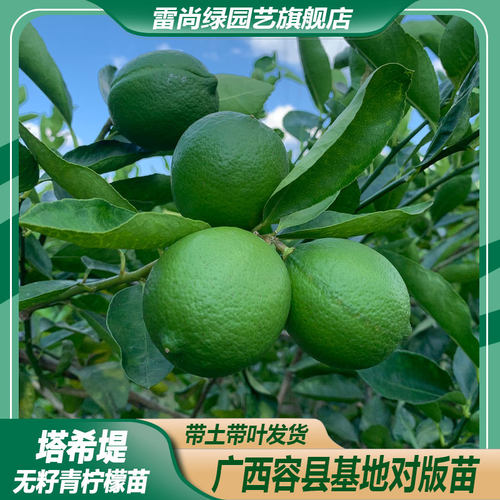 雷尚绿常绿四季结果青柠檬高产