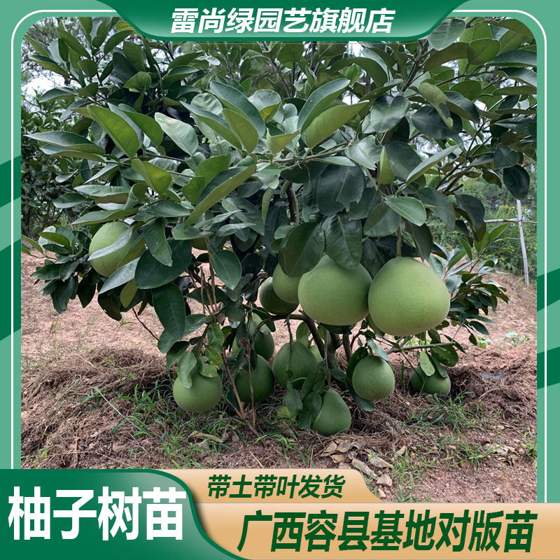 新品种蜂蜜柚苗进口水果带果红宝石青柚苗带土大树苗香甜常绿试种