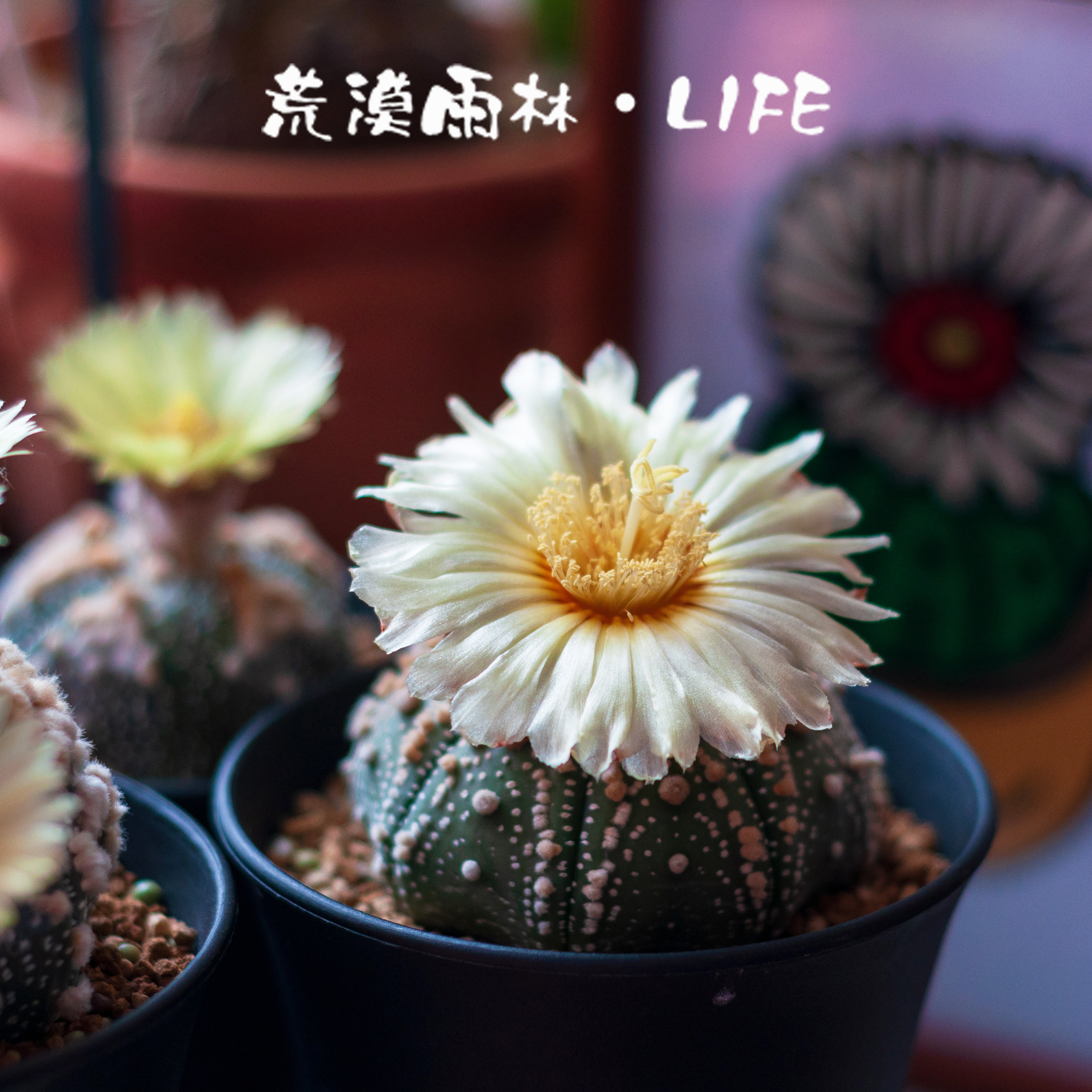仙人掌星球属Astrophytum Lem.星兜花园兜鸾凤玉室内阳台多肉植物