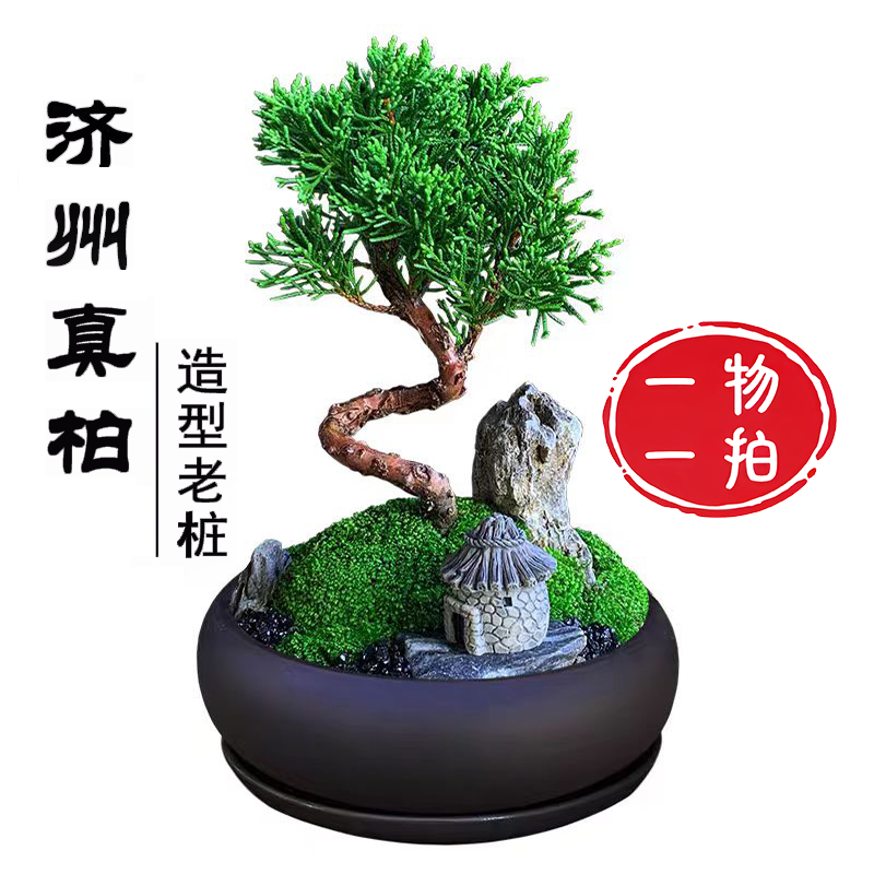 济州真柏老桩盆景室内一物一拍