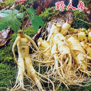 东北人参种子长白山野山参四季种植人参种子多年生保健药材种子