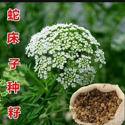 蛇床子药材种子 野胡萝卜子种子蛇米 野茴香 寸金草种子 蛇珠