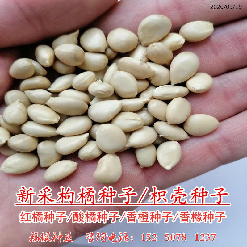 嫁接砧木种子枸橘种子枳壳红橘