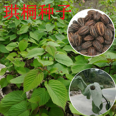 新采珙桐种子水梨子种子鸽子树种子鸽子花树种子园林绿化庭院绿化
