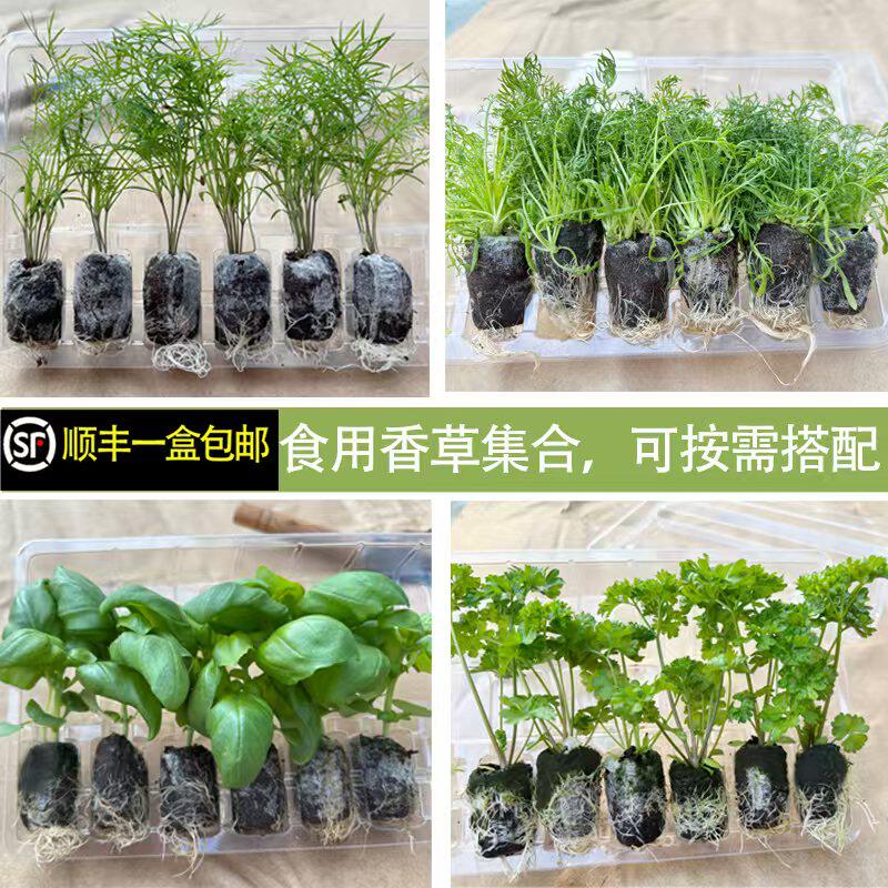西餐可食用意大利甜罗勒九层塔紫苏打抛莳萝羽衣甘蓝阳台盆栽植物