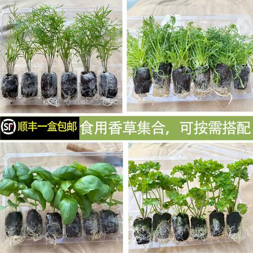 西餐可食用九层塔罗勒阳台盆栽