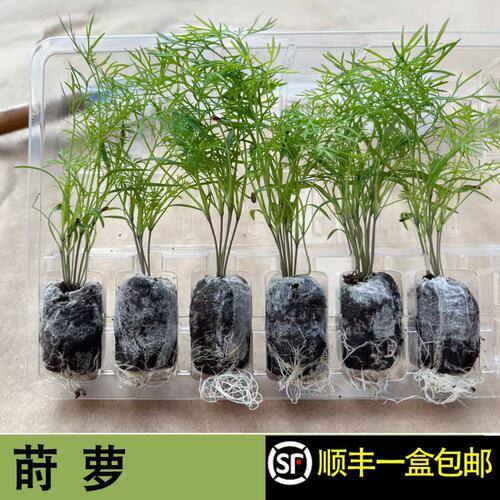 可食用莳萝dill趣味香料增香去腥