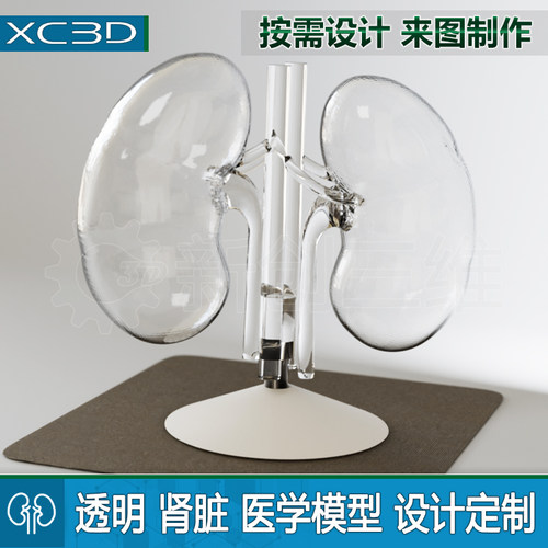 透明3D打印医疗肾脏模型医学训练